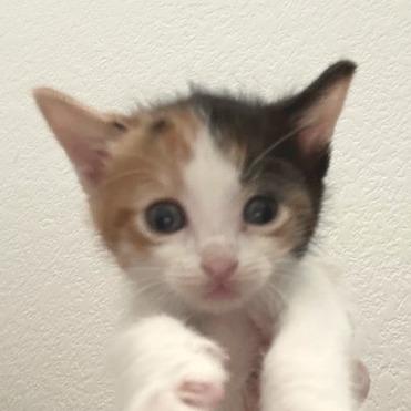 Enlarge Laura Jane Grace, a Adoptable Domestic Short Hair in Las Vegas, NV image 3/5