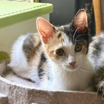 Enlarge Laura Jane Grace, a Adoptable Domestic Short Hair in Las Vegas, NV image 5/5