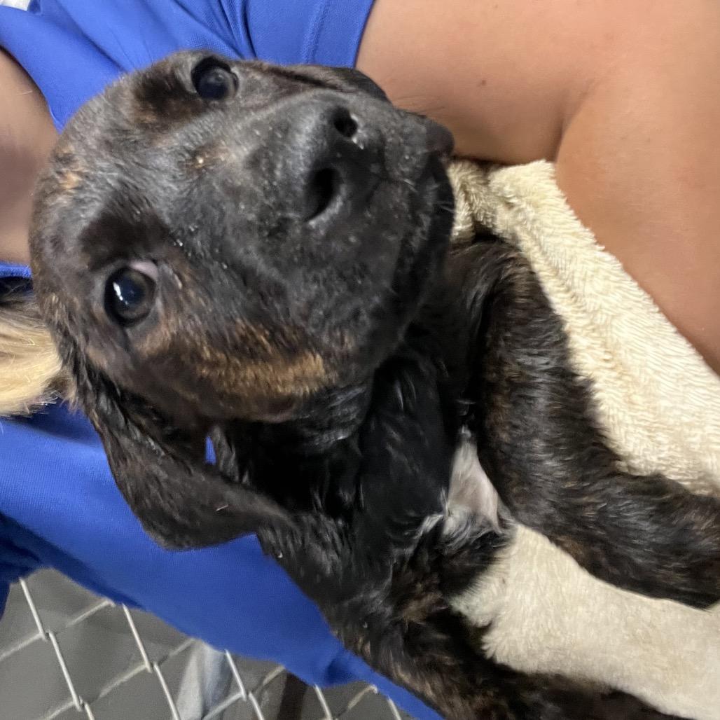 Pluto, Adoptable, Puppy Male Labrador Retriever & Mixed Breed.