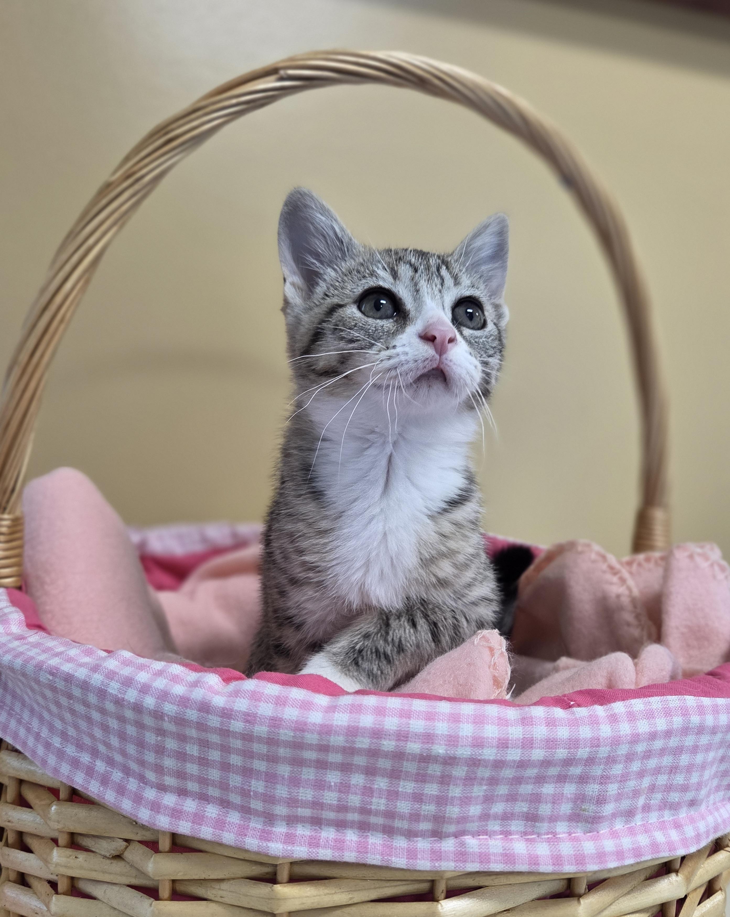 Jupiter, an adoptable Domestic Short Hair in Park Rapids, MN, 56470 | Photo Image 1
