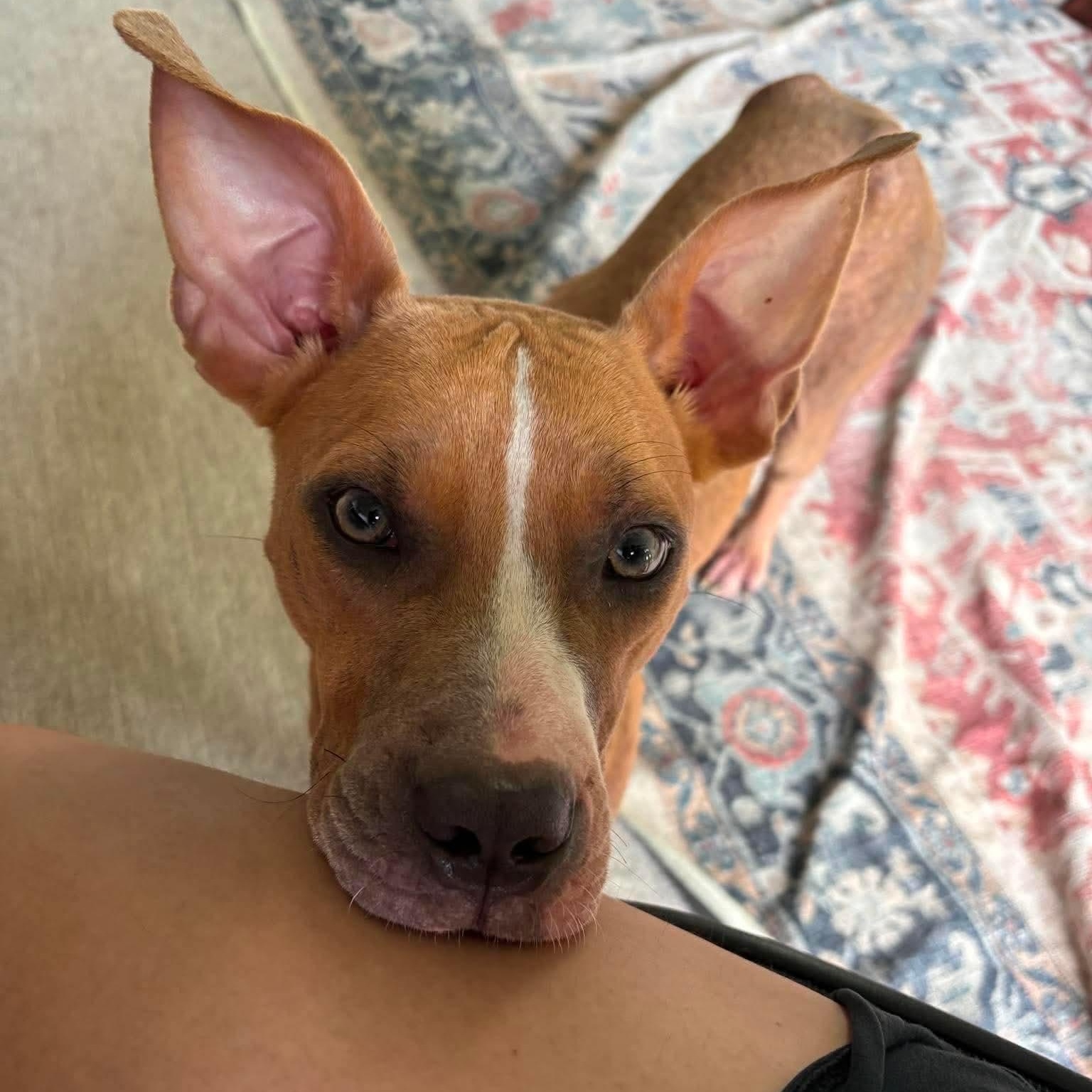 Olive Oyl, a ADOPTABLE mixed breed in Yonkers, NY image 2/5