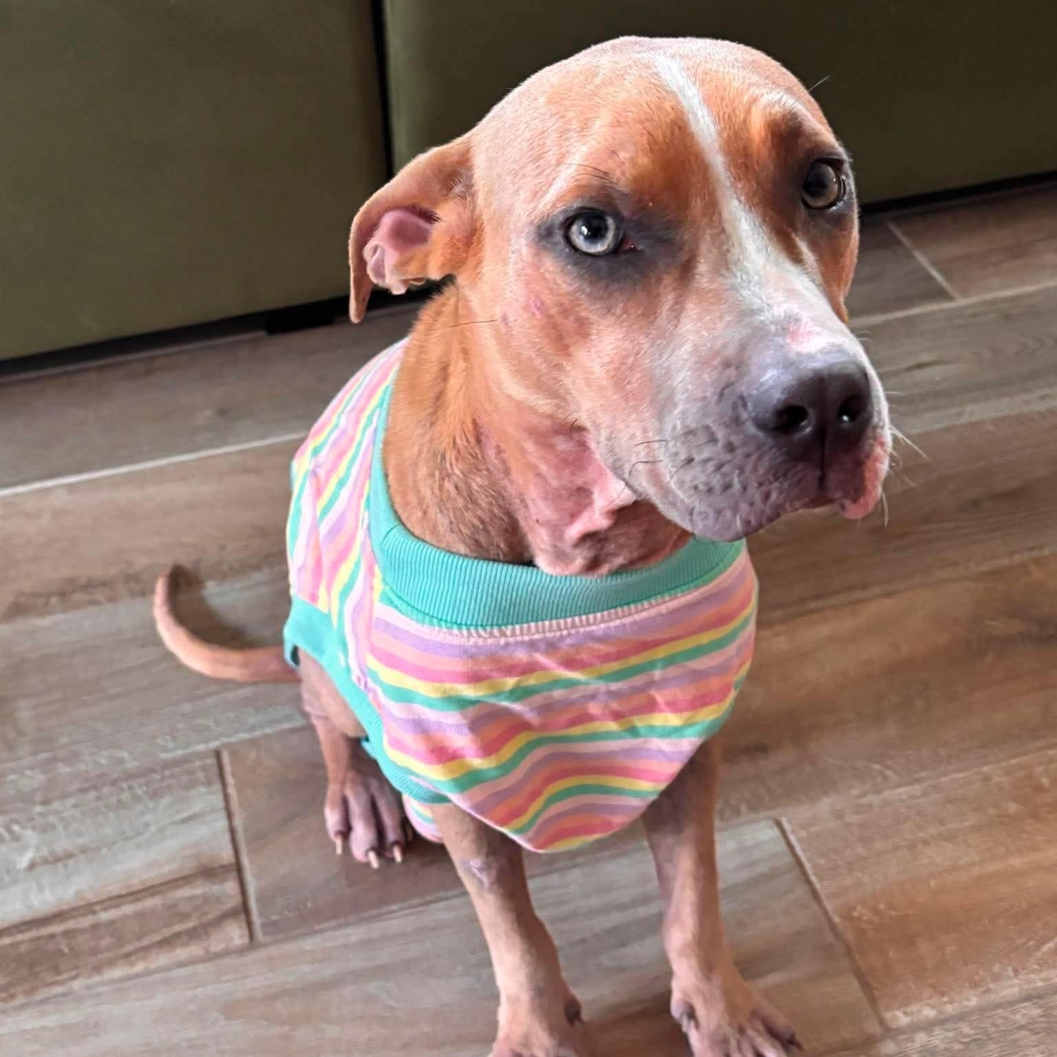 Olive Oyl, a ADOPTABLE mixed breed in Yonkers, NY image 3/5