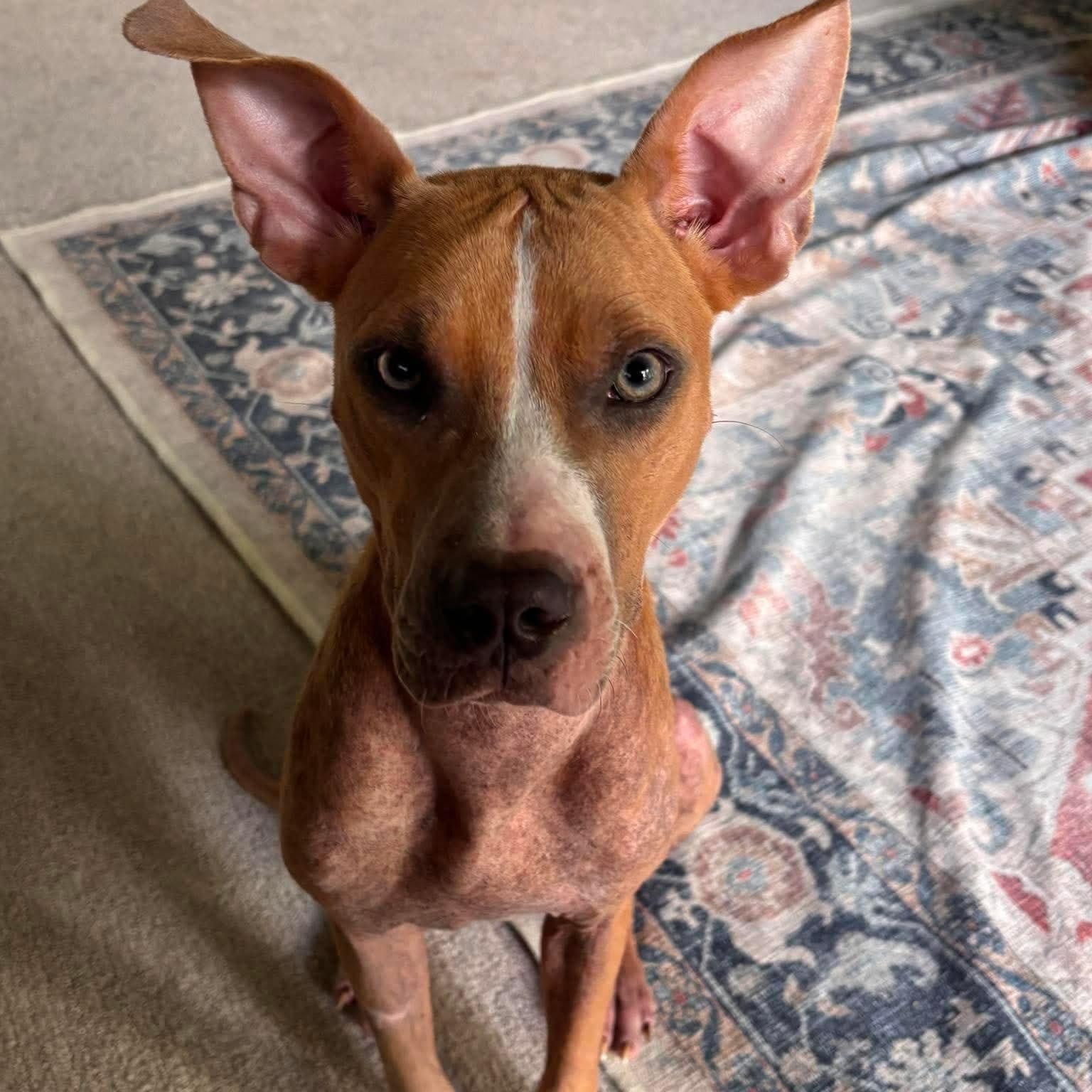 Olive Oyl, ADOPTABLE, Young Female American Staffordshire Terrier.