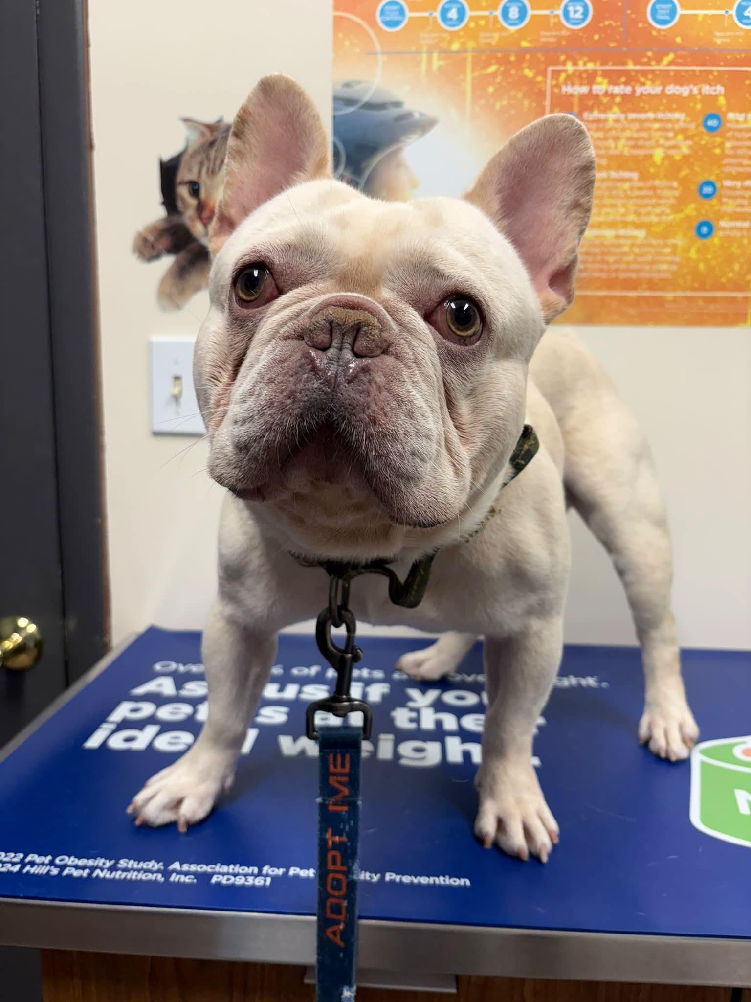 Enlarge BENTLEY, a Adoptable French Bulldog in Vandergrift, PA image 2/2