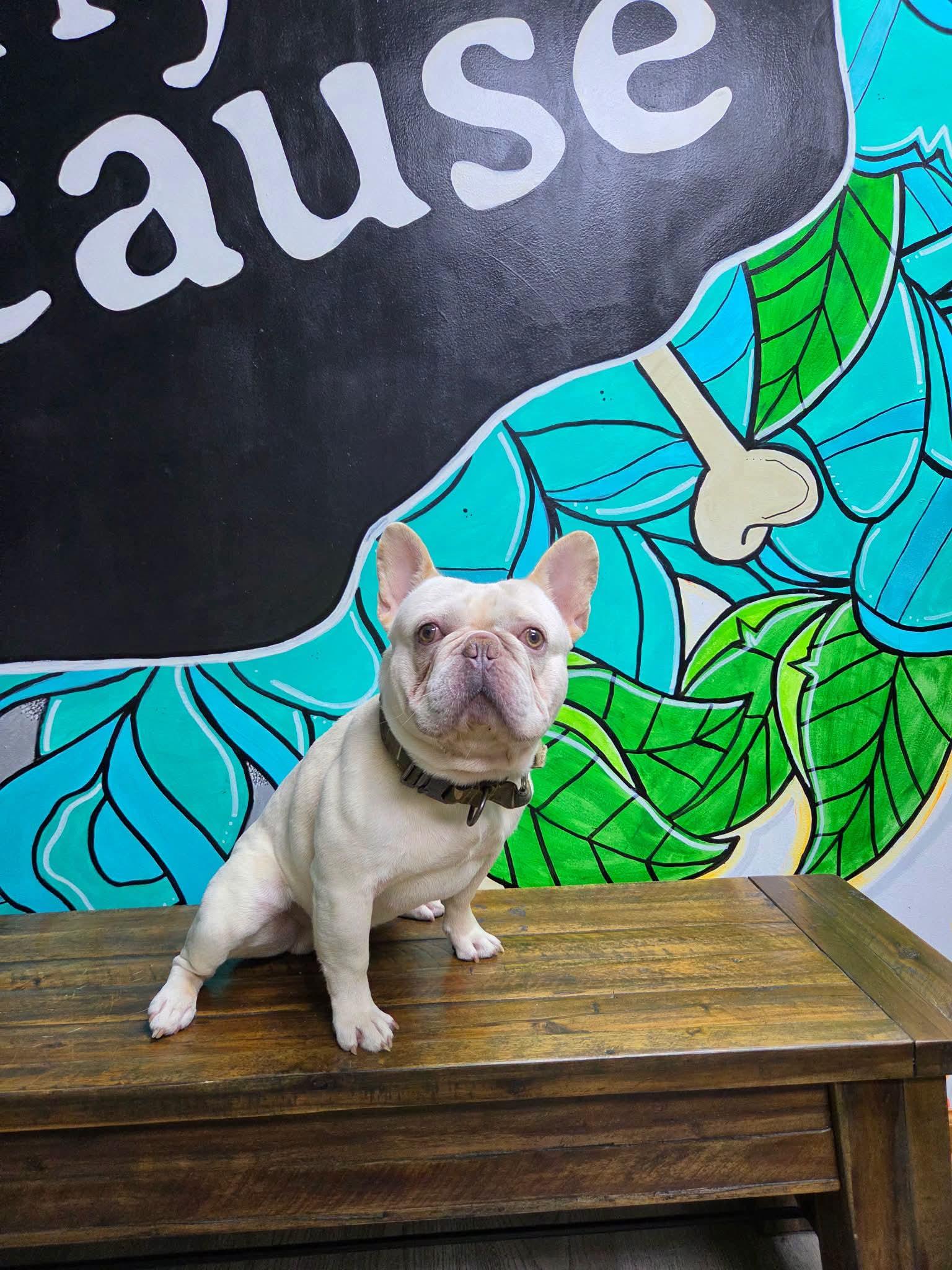 Enlarge BENTLEY, a Adoptable French Bulldog in Vandergrift, PA image 1/2