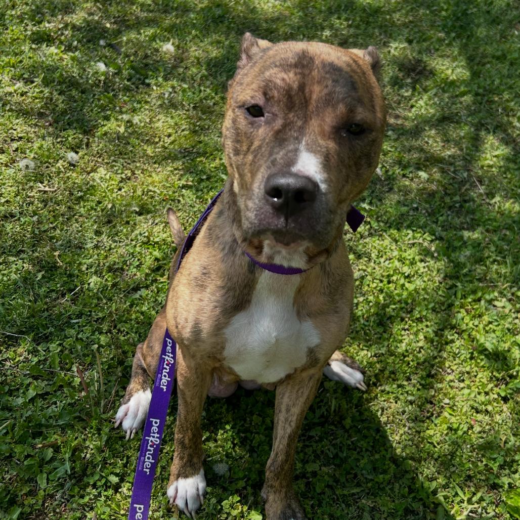 Onyx, a Adoptable Pit Bull Terrier in Moravia, NY image 1/6