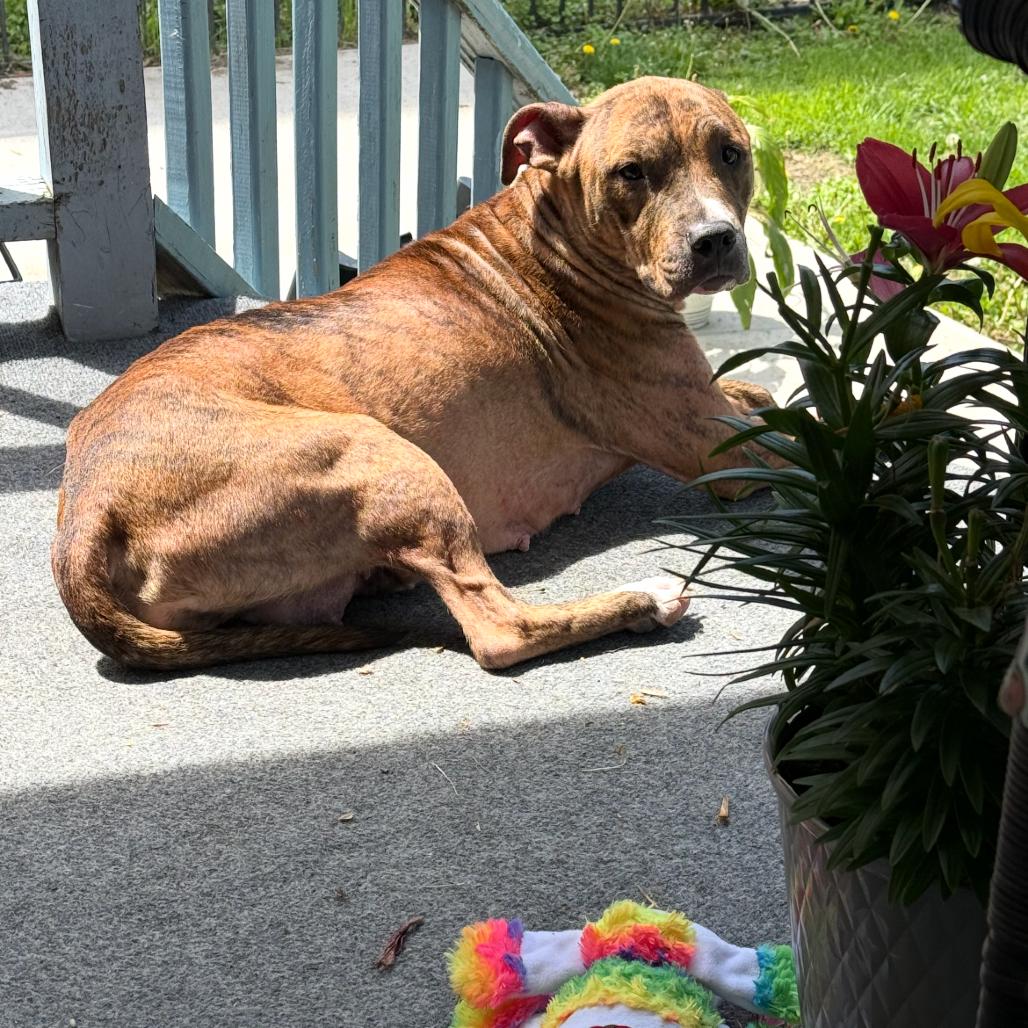 Onyx, a Adoptable Pit Bull Terrier in Moravia, NY image 2/6