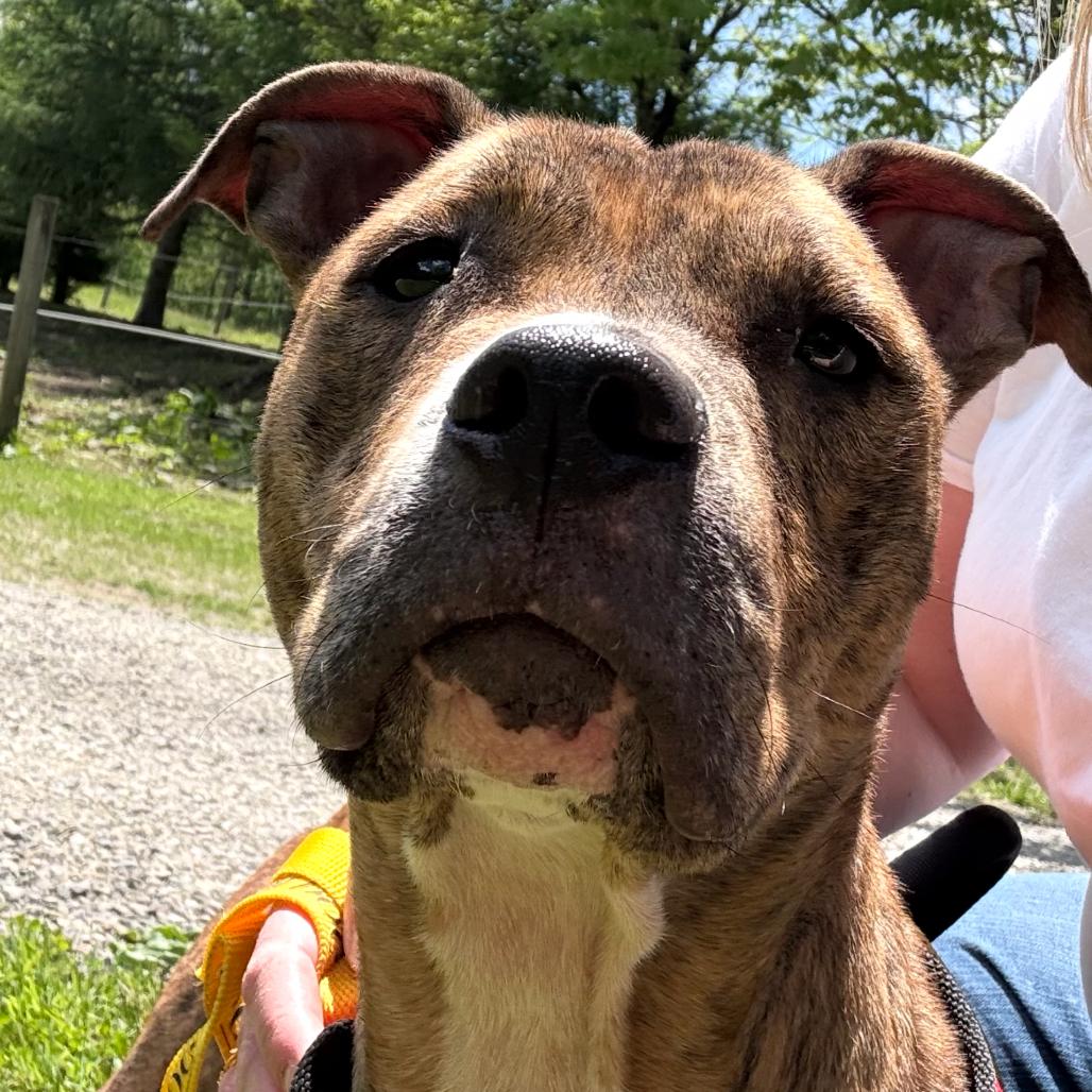 Onyx, a Adoptable Pit Bull Terrier in Moravia, NY image 3/6