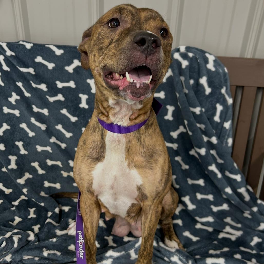 Onyx, a Adoptable Pit Bull Terrier in Moravia, NY image 4/6