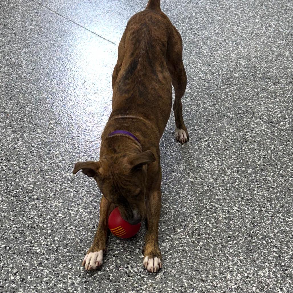 Onyx, a Adoptable Pit Bull Terrier in Moravia, NY image 5/6