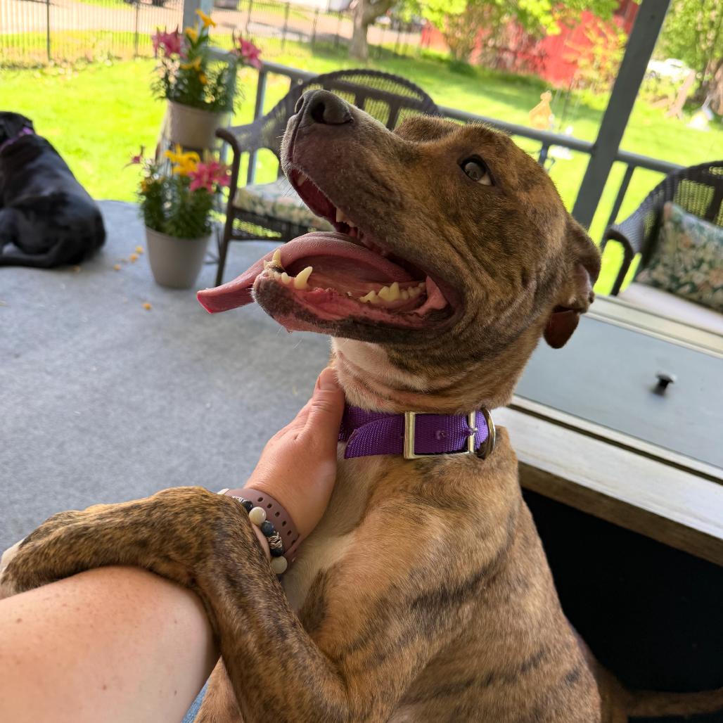 Onyx, a Adoptable Pit Bull Terrier in Moravia, NY image 6/6