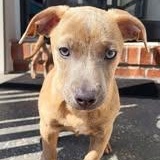 Enlarge Paco, an adopted mixed breed in Sunderland, MD image 1/1