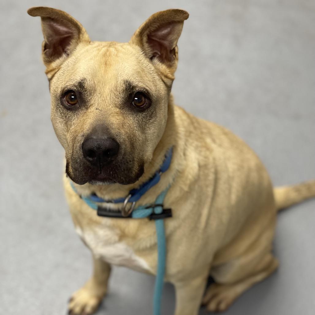 Enlarge Gio, a Adoptable Mixed Breed in Sarasota, FL image 1/1