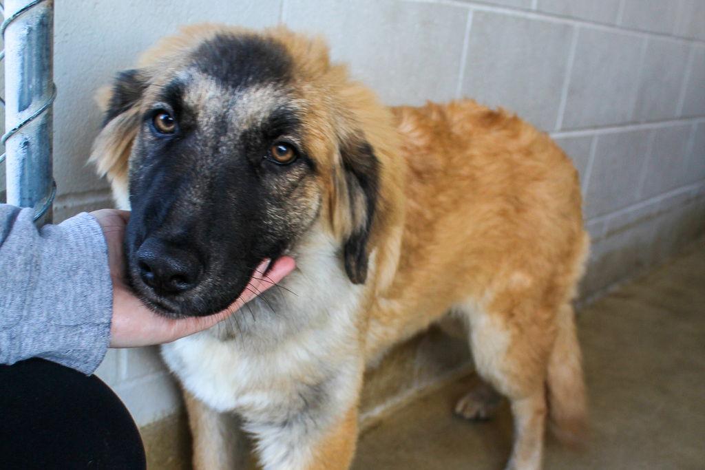 Enlarge Alina 51721, a Adopted Anatolian Shepherd in Petaluma, CA image 1/1