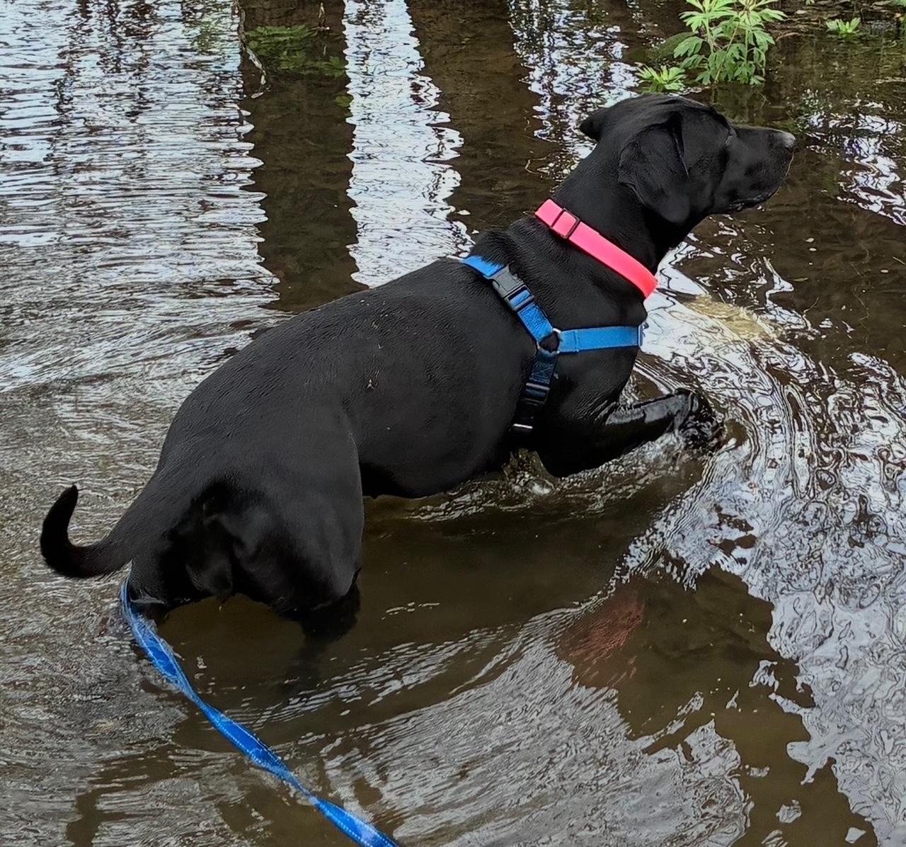 Enlarge Aster, an adoptable mixed breed in Sacramento, CA image 5/6