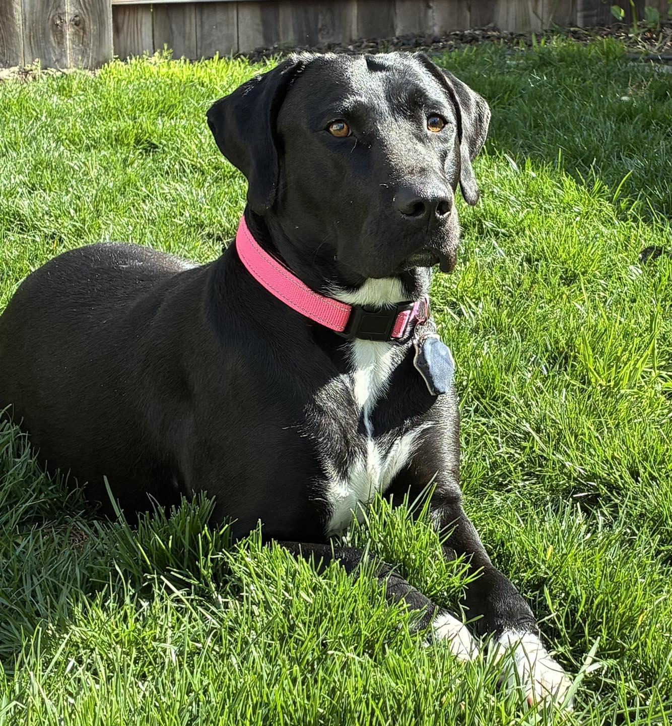 Enlarge Aster, an adoptable mixed breed in Sacramento, CA image 2/6