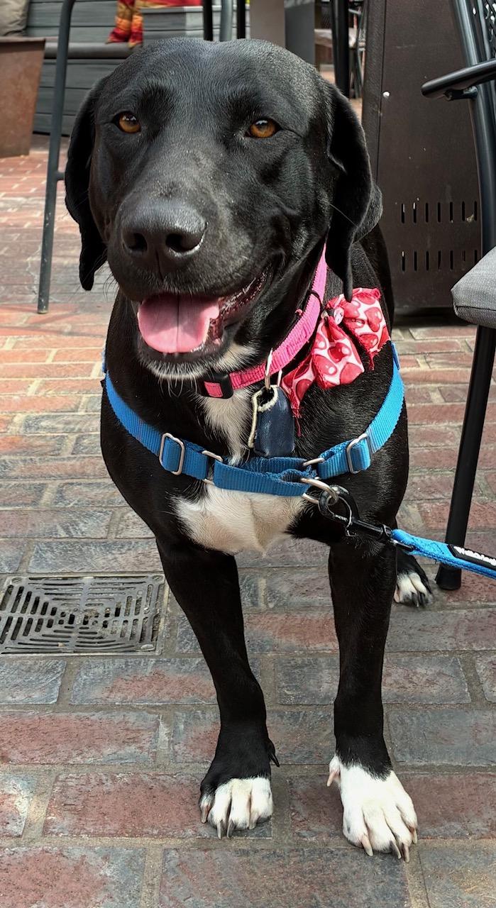 Enlarge Aster, an adoptable mixed breed in Sacramento, CA image 6/6