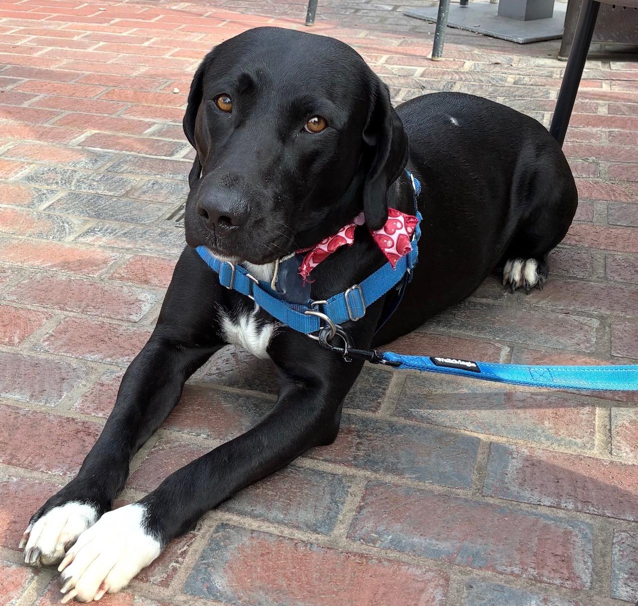 Enlarge Aster, an adoptable mixed breed in Sacramento, CA image 4/6