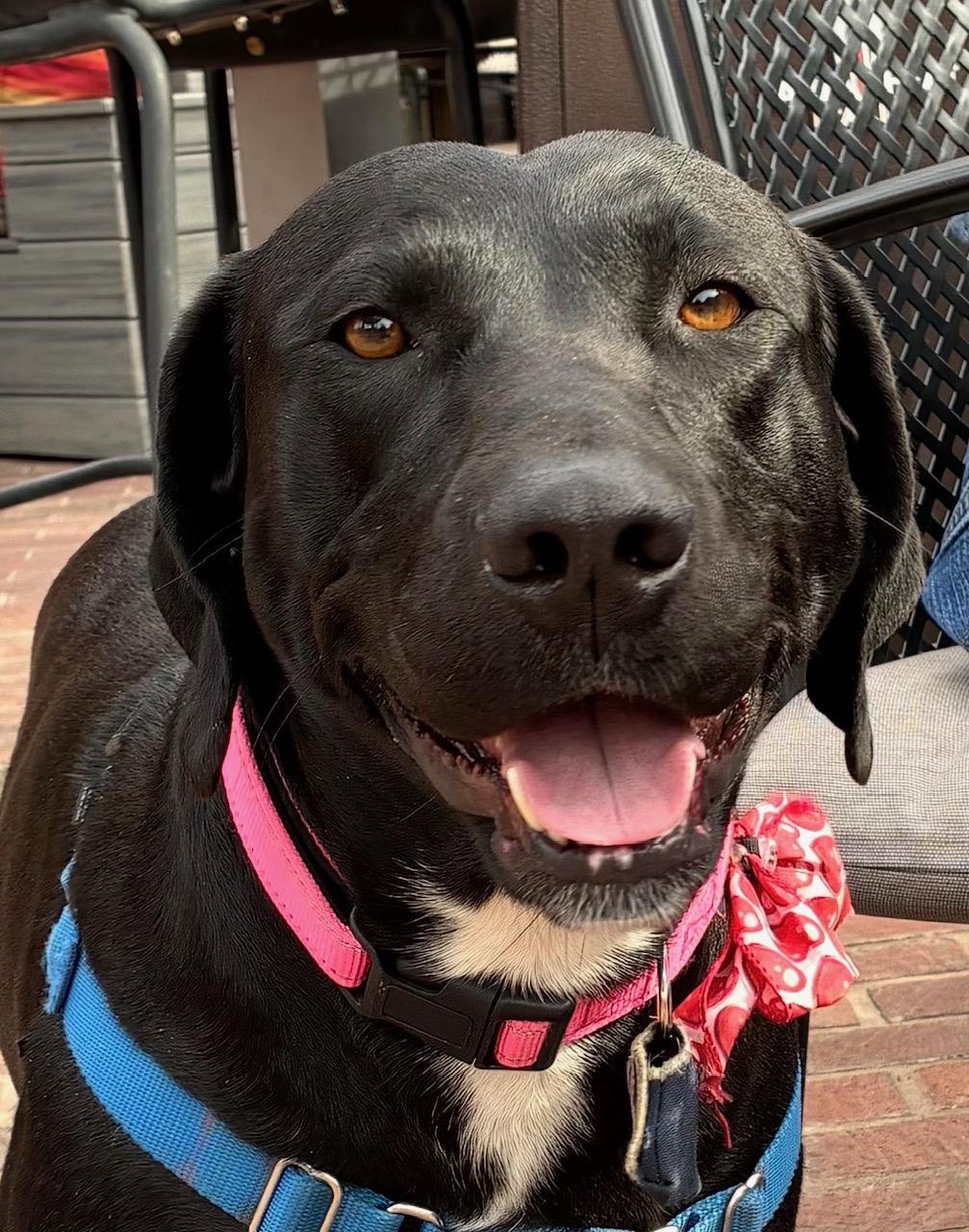 Enlarge Aster, an adoptable mixed breed in Sacramento, CA image 1/6