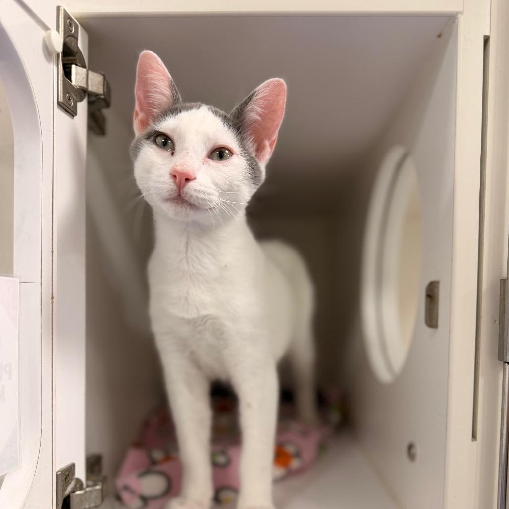 Valentino, Adoptable, Kitten Male Domestic Short Hair.