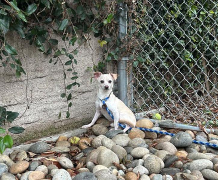 Enlarge Simon, an adoption pending Chihuahua in Calgary, AB image 2/3