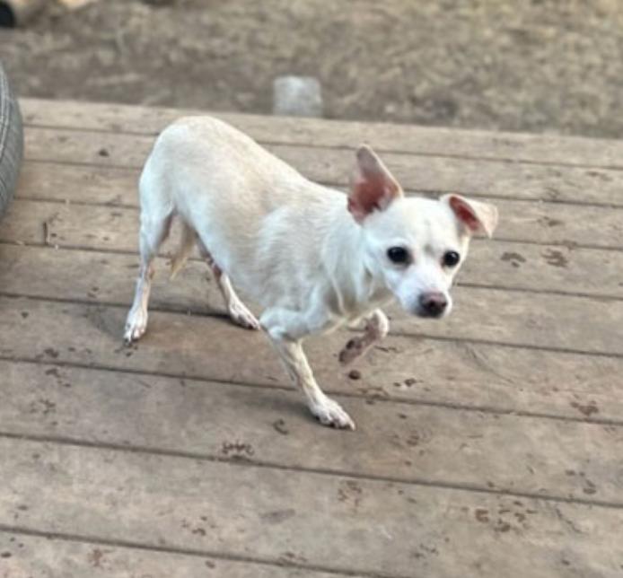 Enlarge Simon, an adoption pending Chihuahua in Calgary, AB image 3/3