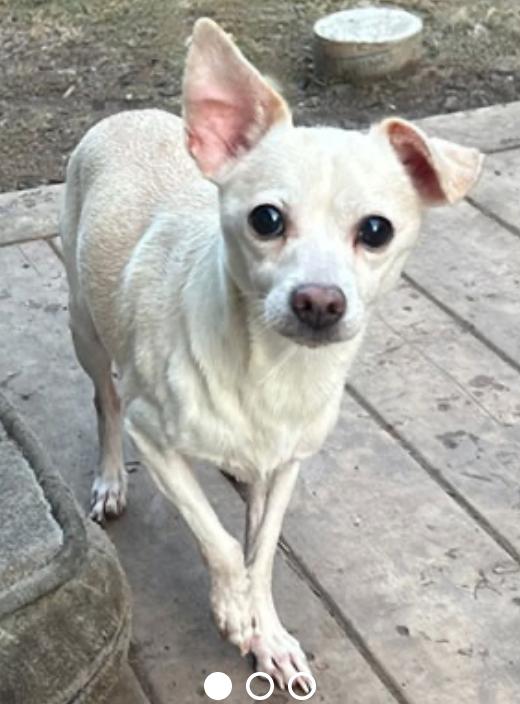 Enlarge Simon, an adoption pending Chihuahua in Calgary, AB image 1/3