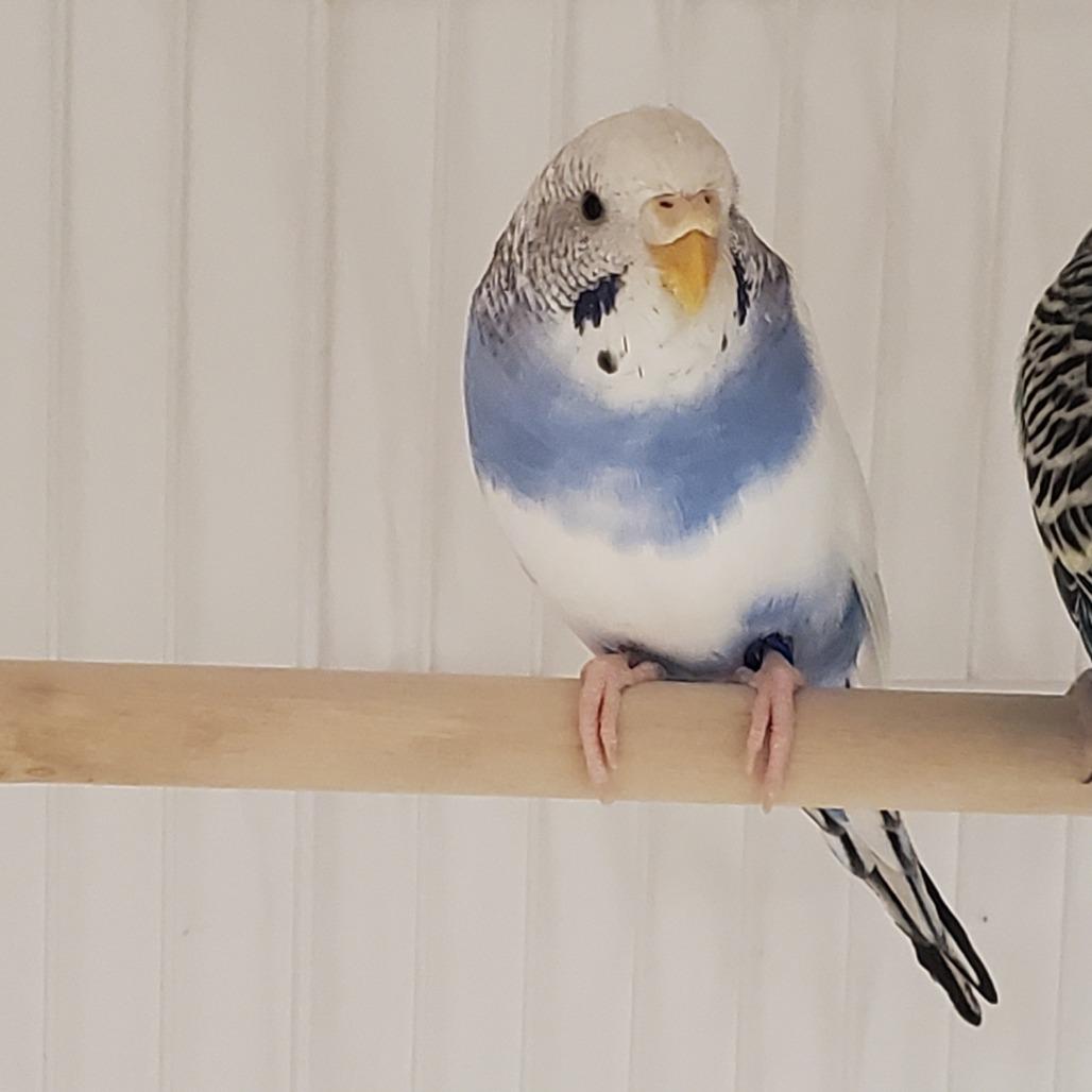 Stardust, Adoptable, Young Female Parakeet (Other).