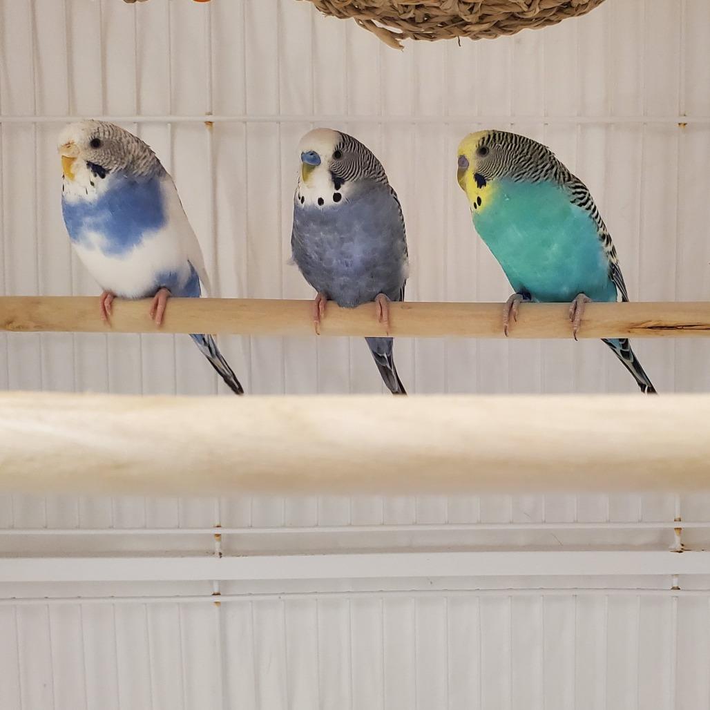 Enlarge Stardust, a Adoptable Parakeet (Other) in Novelty, OH image 2/2
