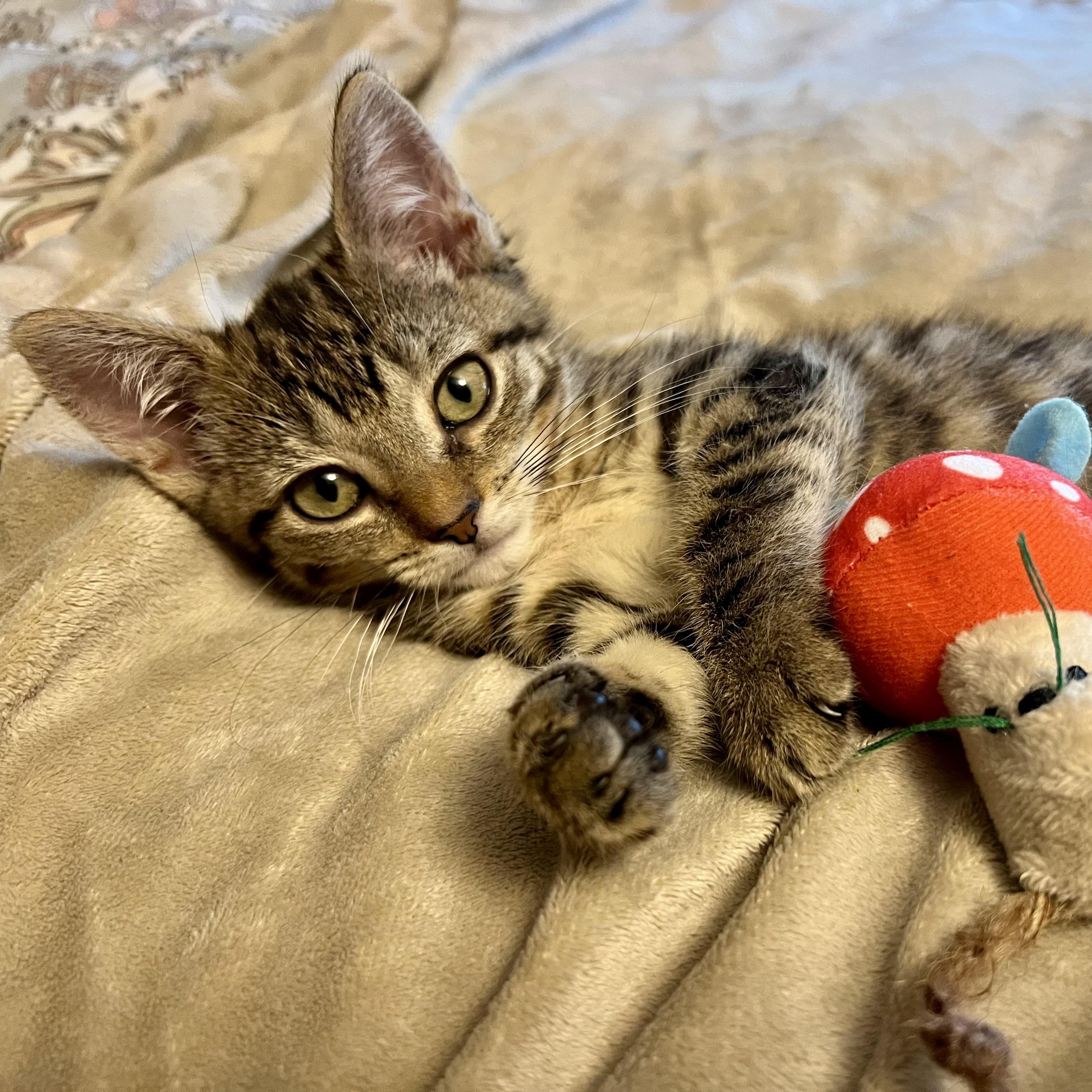 Tefi, Adoptable, Kitten Female American Shorthair & Tabby.