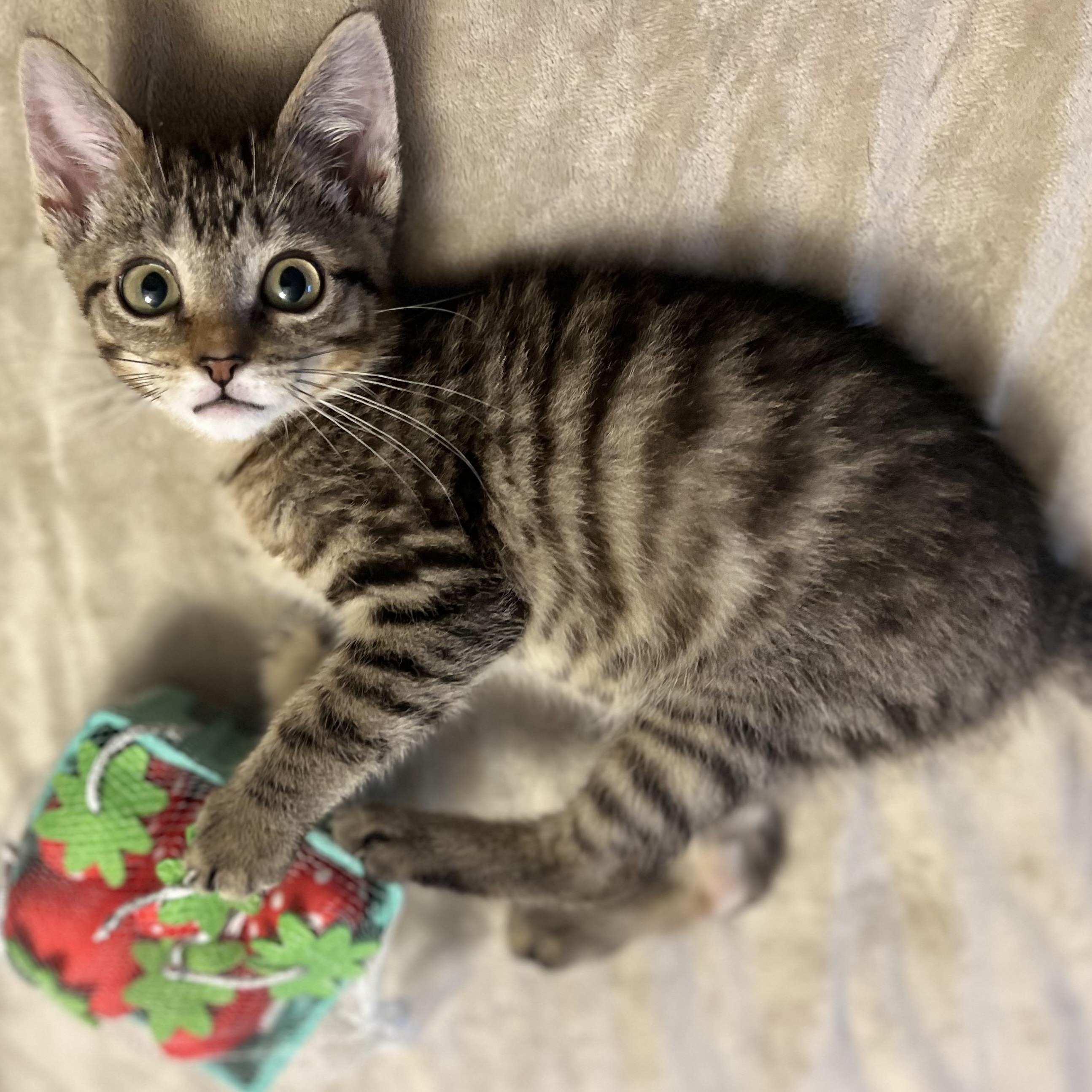 Enlarge Tefi, a Adoptable mixed breed in Griswold, CT image 6/6