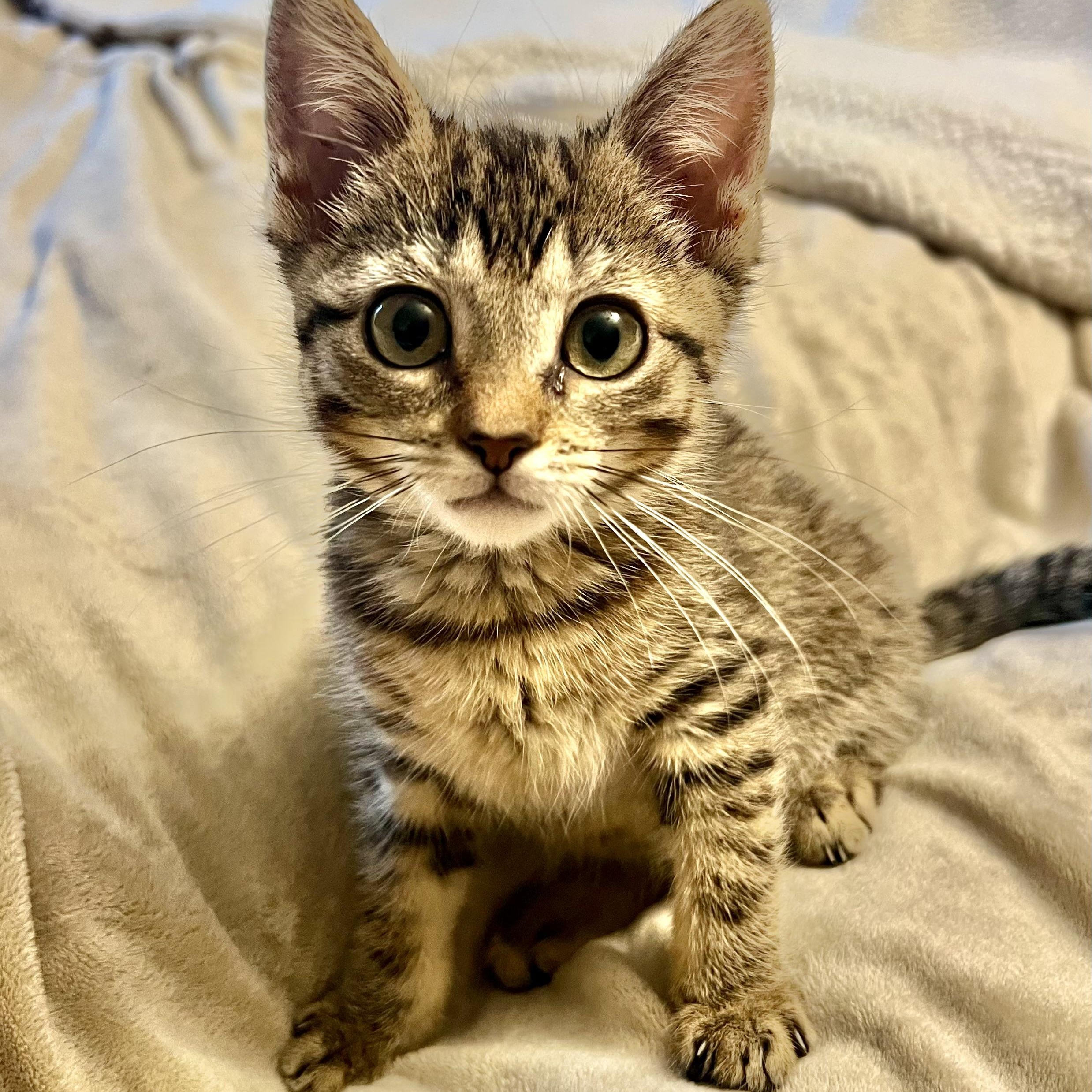 Enlarge Tefi, a Adoptable mixed breed in Griswold, CT image 5/6