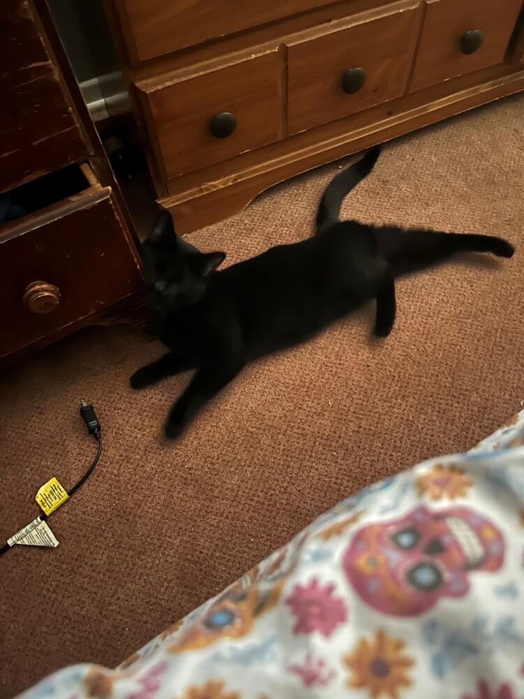 Enlarge Sissy, a Adoptable mixed breed in Clarksville, TN image 1/2