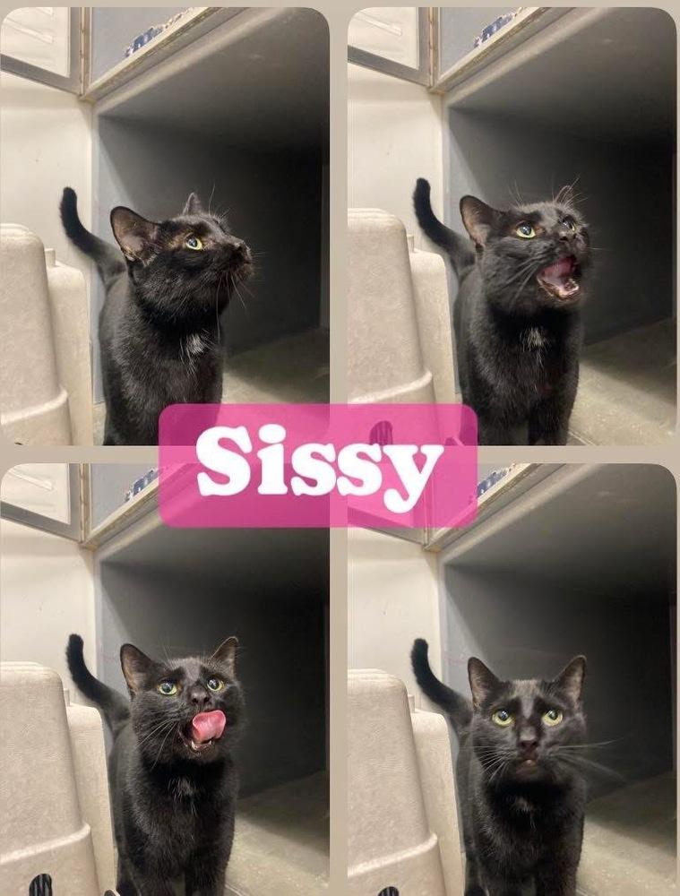 Enlarge Sissy, a Adoptable mixed breed in Clarksville, TN image 2/3