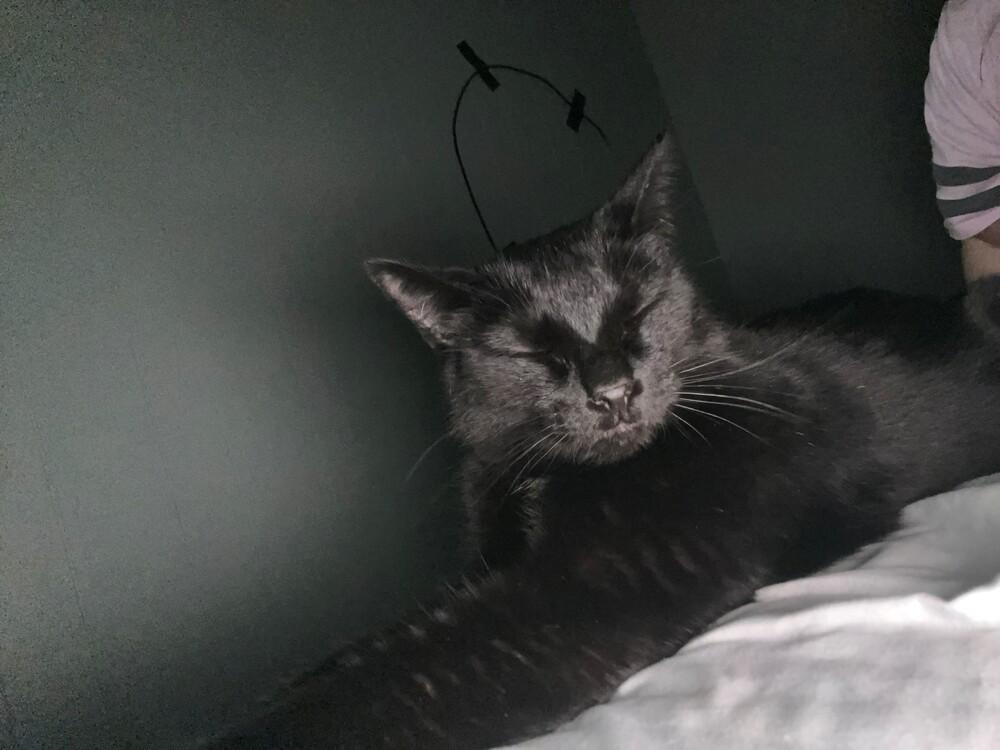 Enlarge Sissy, a Adoptable mixed breed in Clarksville, TN image 2/2