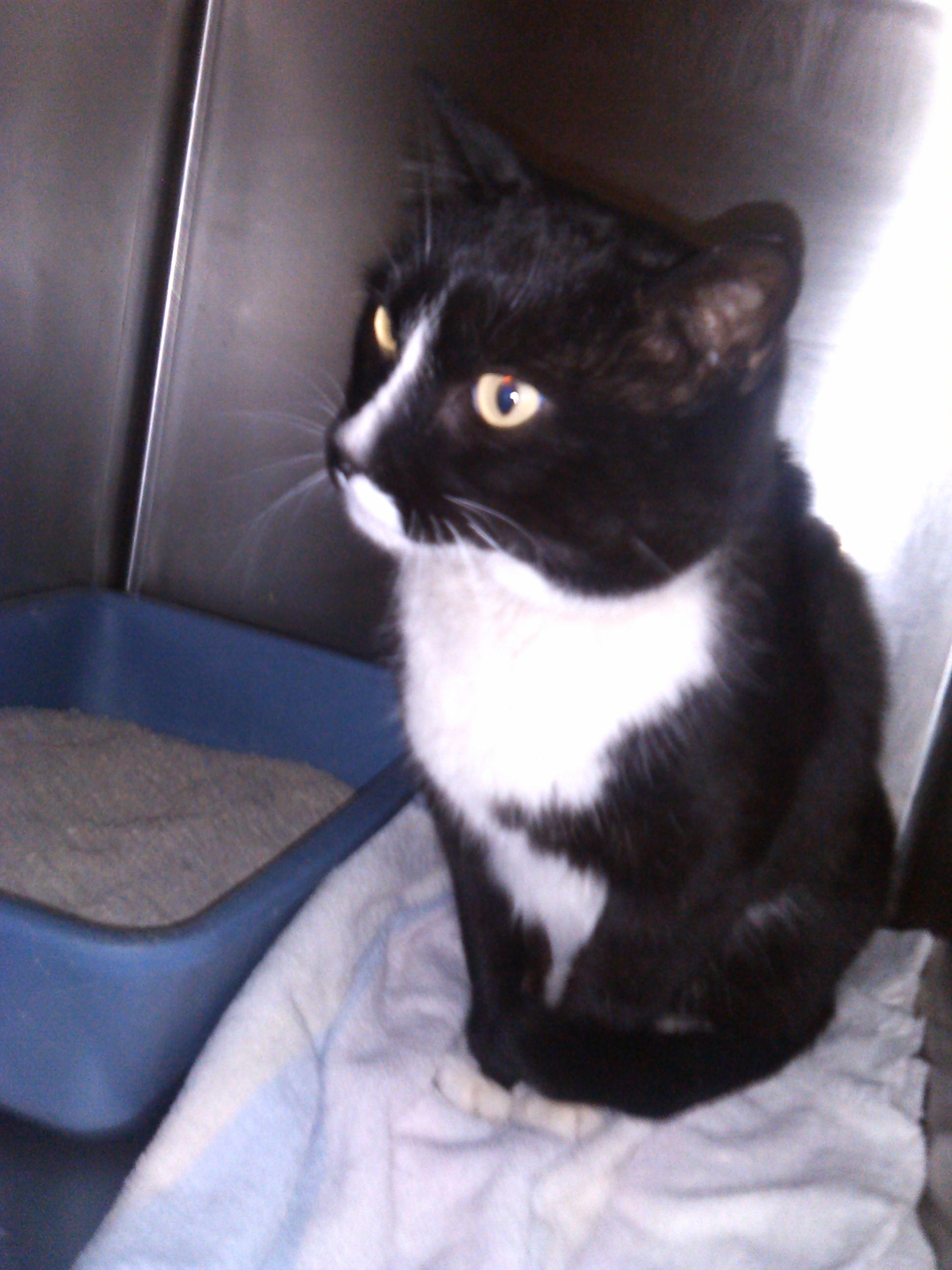 Shy Cats, a Adoptable mixed breed in Colorado Springs, CO image 1/2