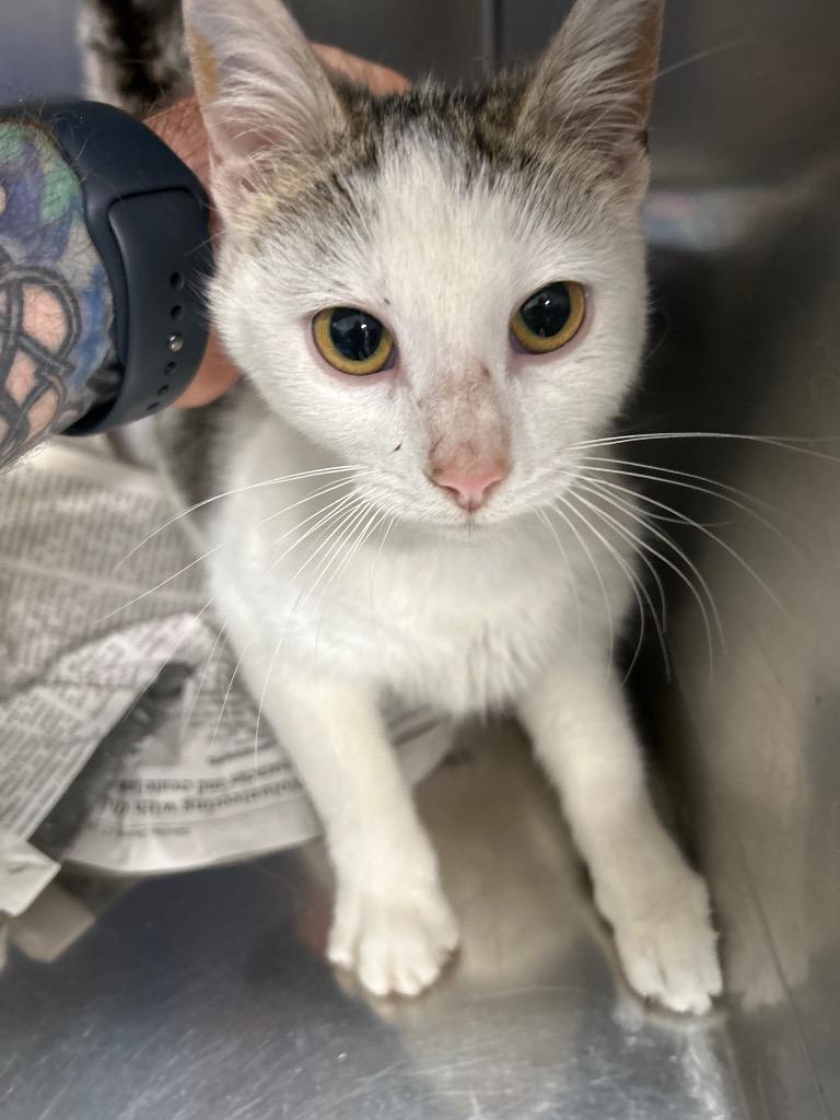 Olive, adopted, Kitten Female Domestic Short Hair.