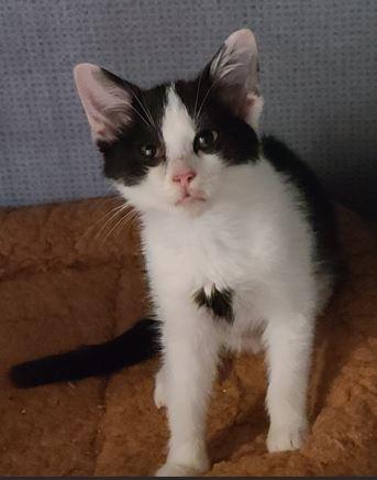 Millie, adopted, Young Female Domestic Short Hair.
