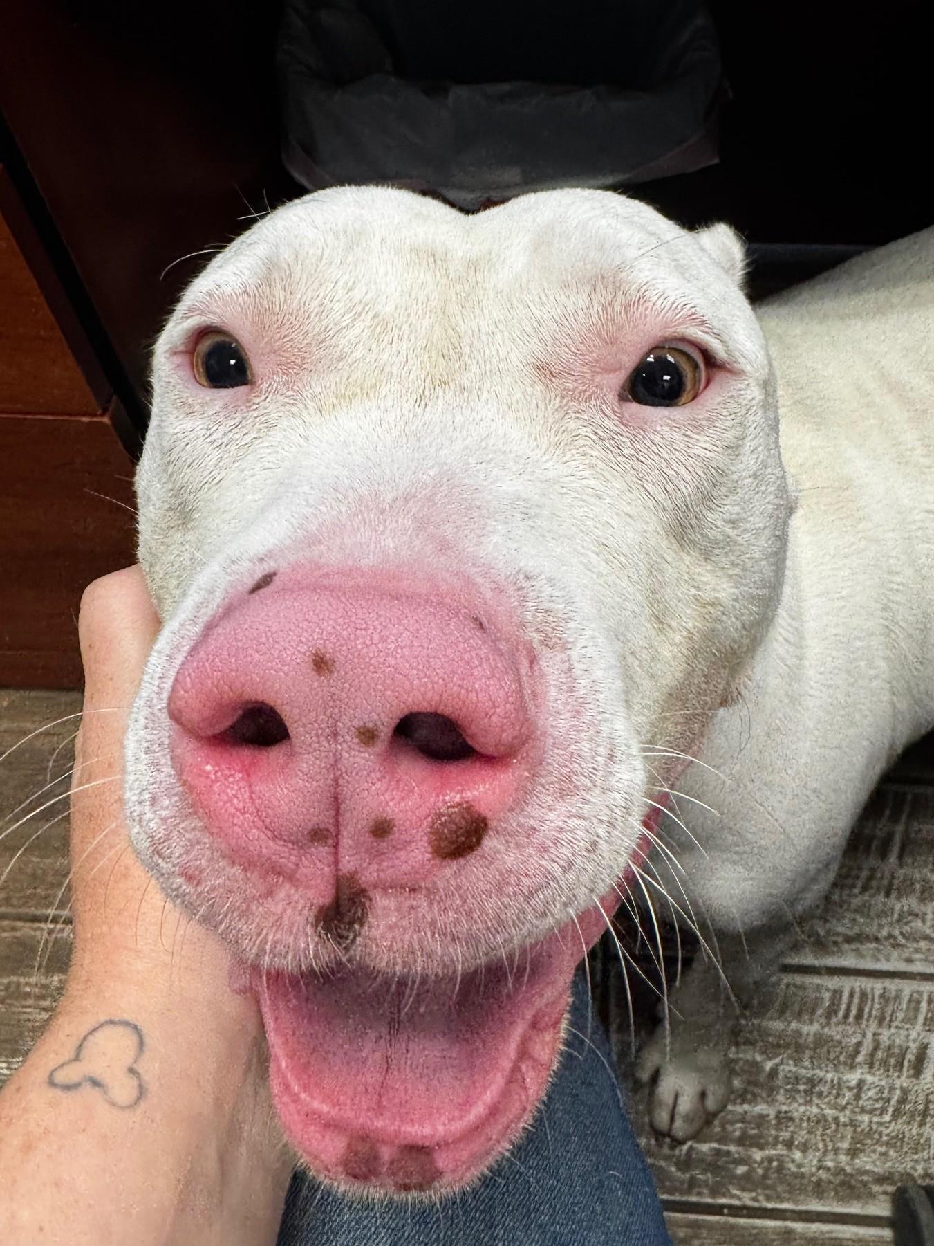 Enlarge Casper, a Adoptable Pit Bull Terrier in silver spring, MD image 3/3