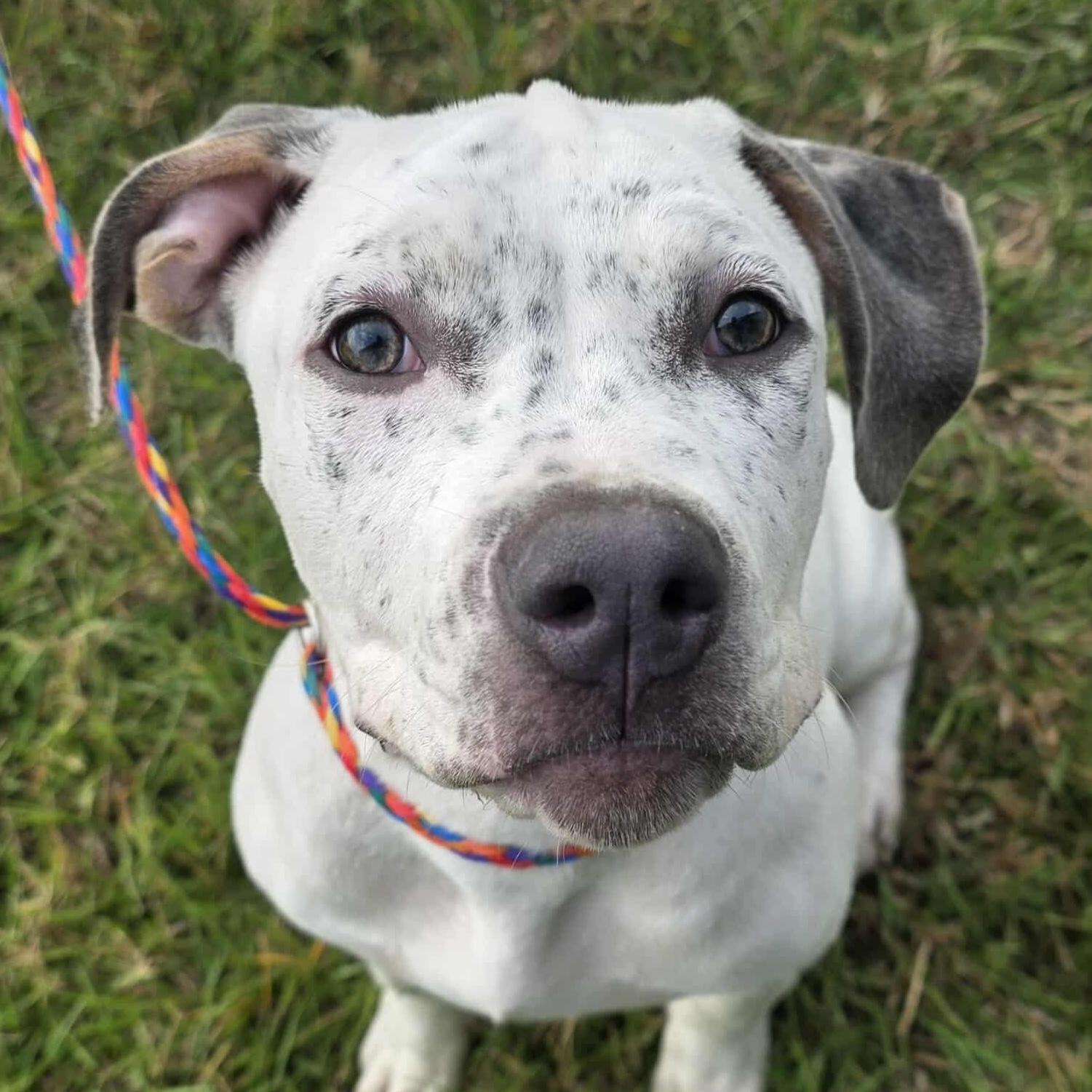 Paloma  Deaf thumbnail 2