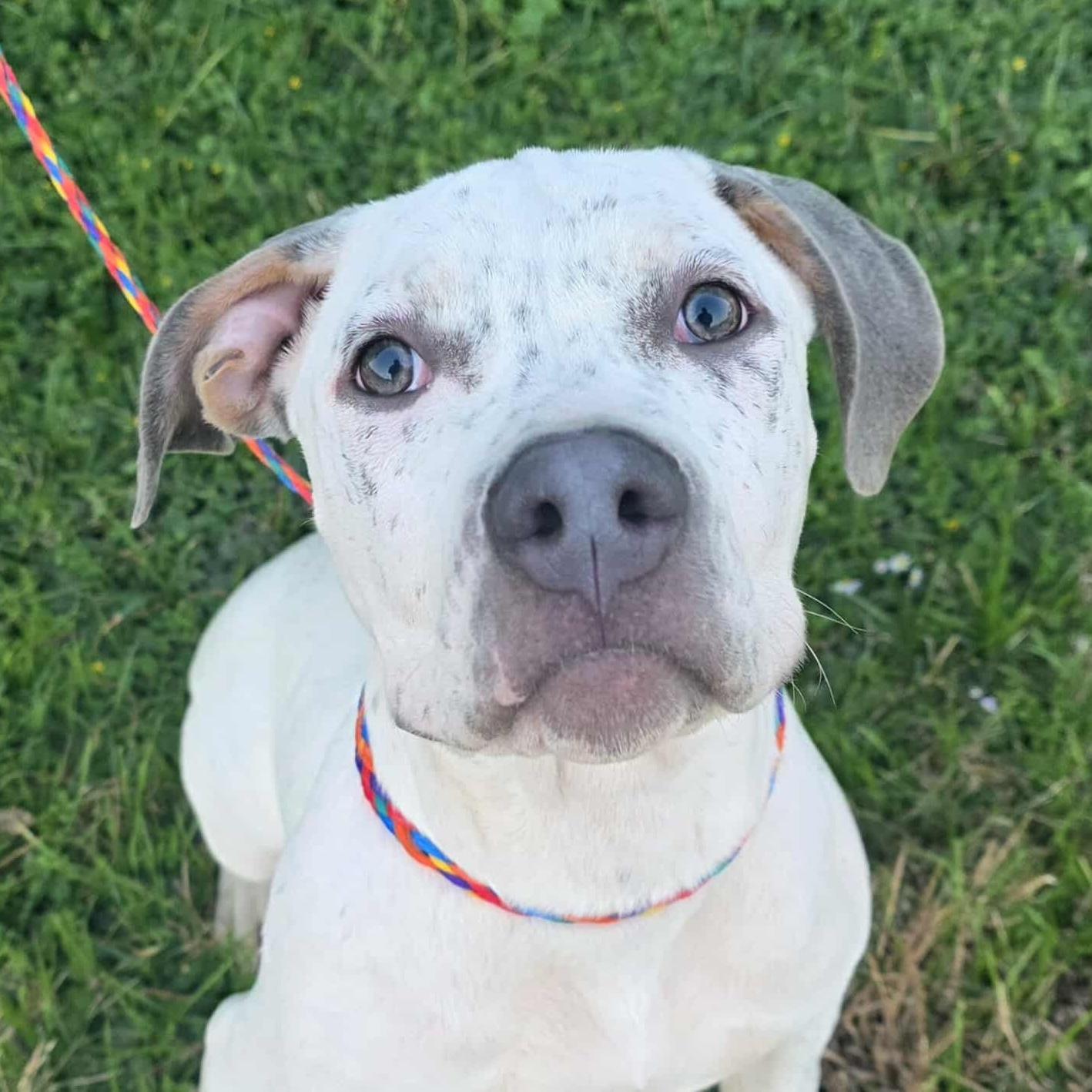 Paloma  Deaf thumbnail 3