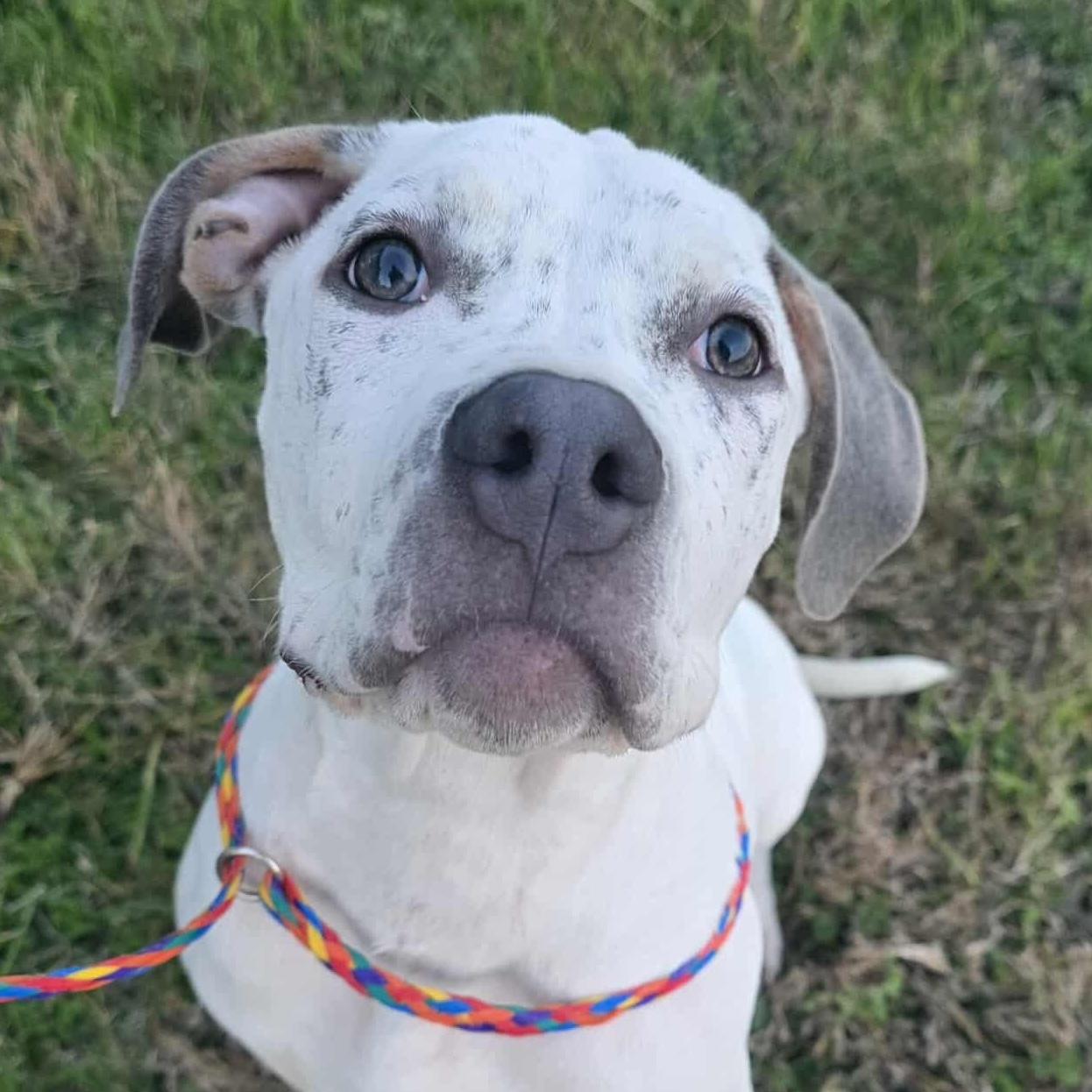 Paloma  Deaf thumbnail 4