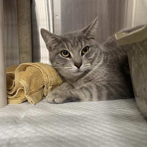 Enlarge DOLLY, a Adoptable Domestic Short Hair in Pensacola, FL image 1/1