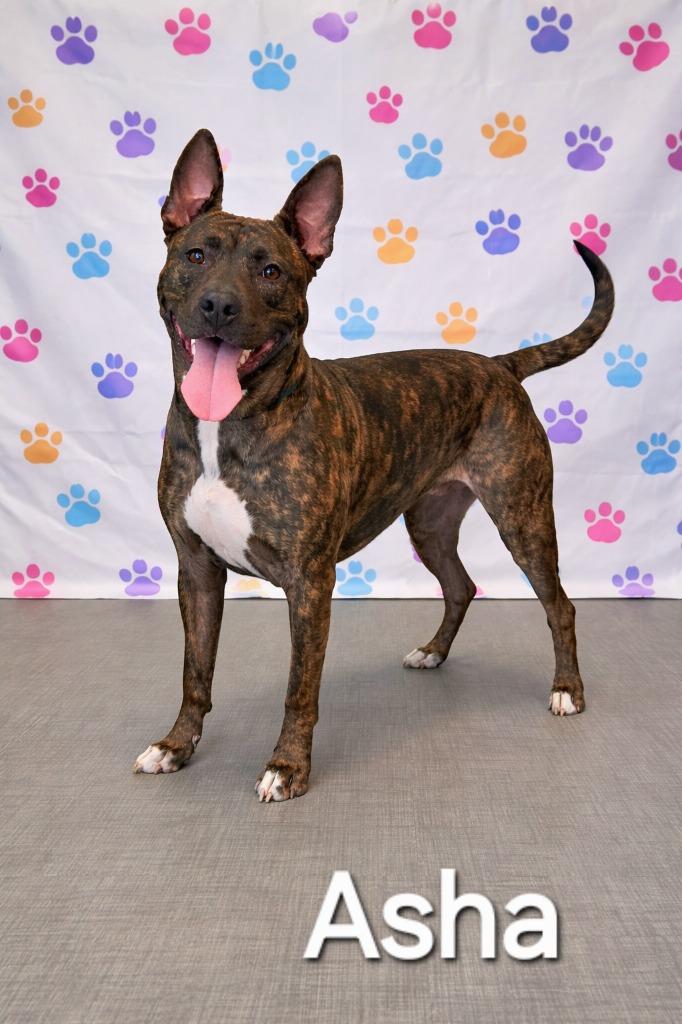 Enlarge Asha Yrly 24, a Adoptable Terrier in Sidney, OH image 1/4