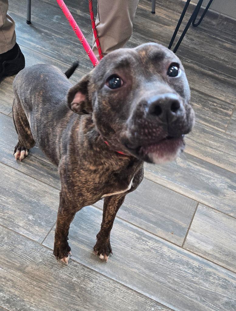 Enlarge Asha Yrly 24, a Adoptable Terrier in Sidney, OH image 1/2