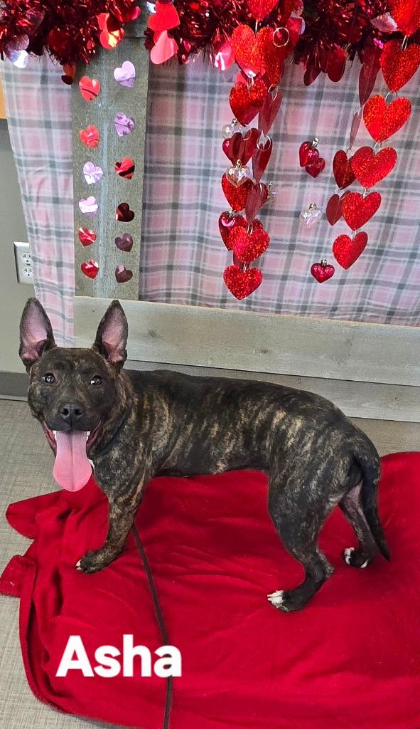 Enlarge Asha Yrly 24, a Adoptable Terrier in Sidney, OH image 2/2