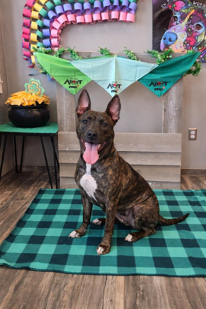 Enlarge Asha Yrly 24, a Adoptable Terrier in Sidney, OH image 4/4