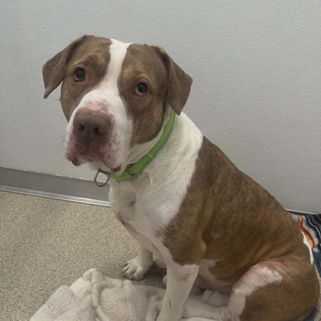Lucas, Adoptable, Adult Male Mixed Breed.