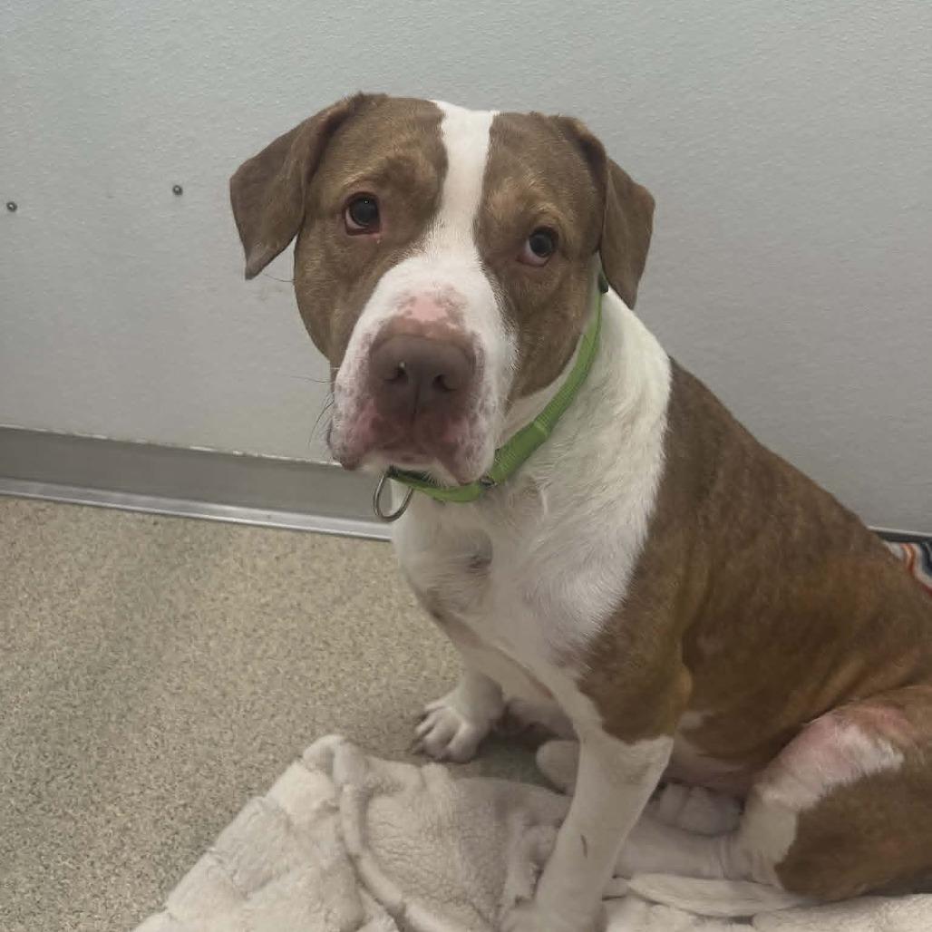 Enlarge Lucas, a Adoptable Mixed Breed in Ballston Spa, NY image 2/2