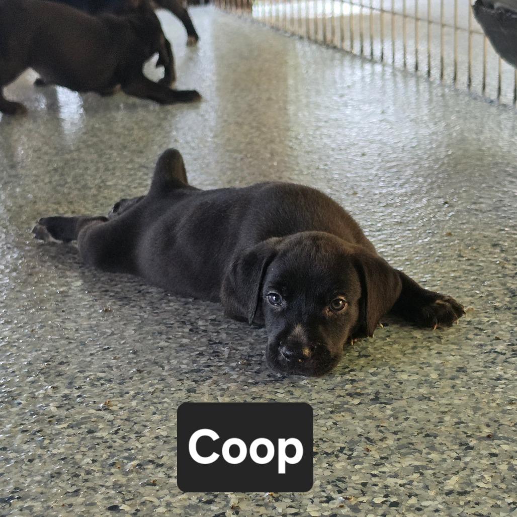 Coop, Adoptable, Puppy Male Bluetick Coonhound & Pit Bull Terrier.
